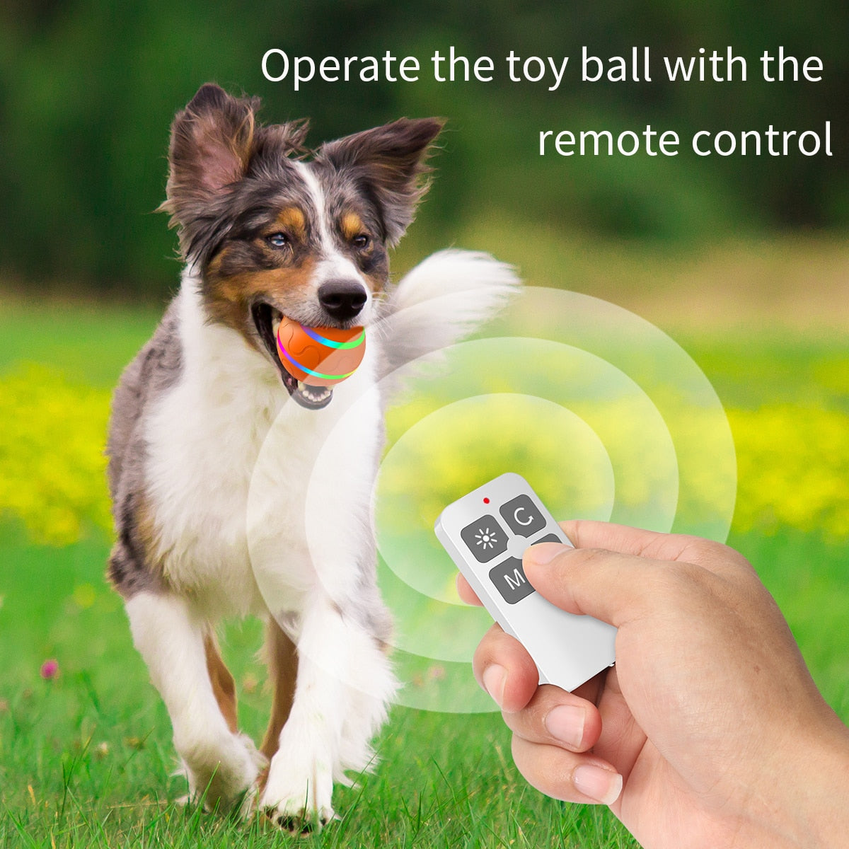 LED Pet Rotating Ball With Remote Control