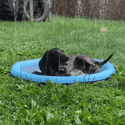 PupSplash™ - Cooling Sprinkler Pad